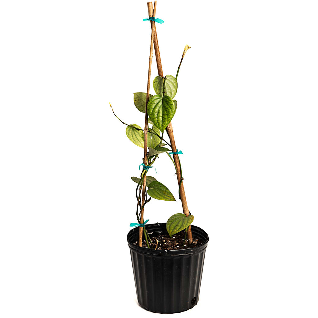 Black Pepper Plant - Cheeky Garden