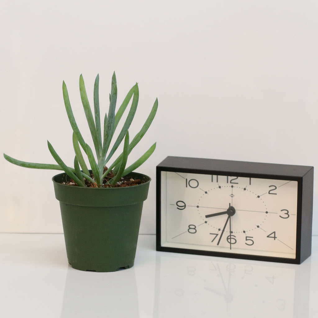Blue Chalksticks Succulent (Curio repens) - Cheeky Garden