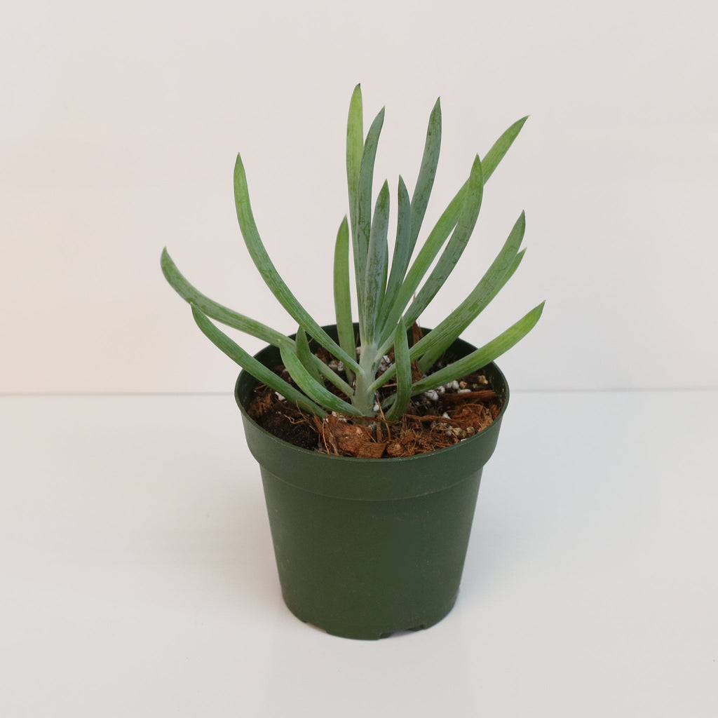 Blue Chalksticks Succulent (Curio repens) - Cheeky Garden