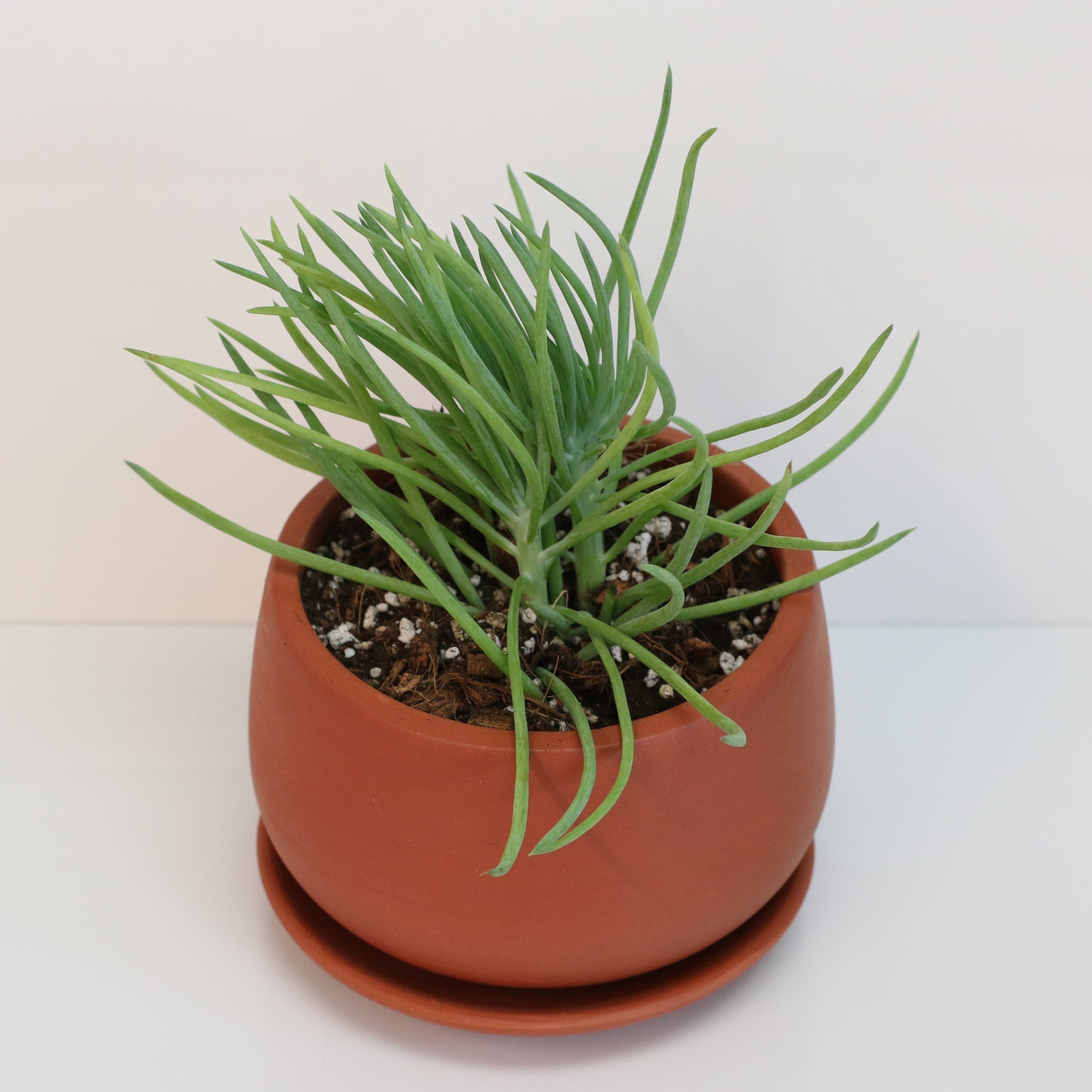 Blue Chalksticks Succulent (Curio repens) - Cheeky Garden