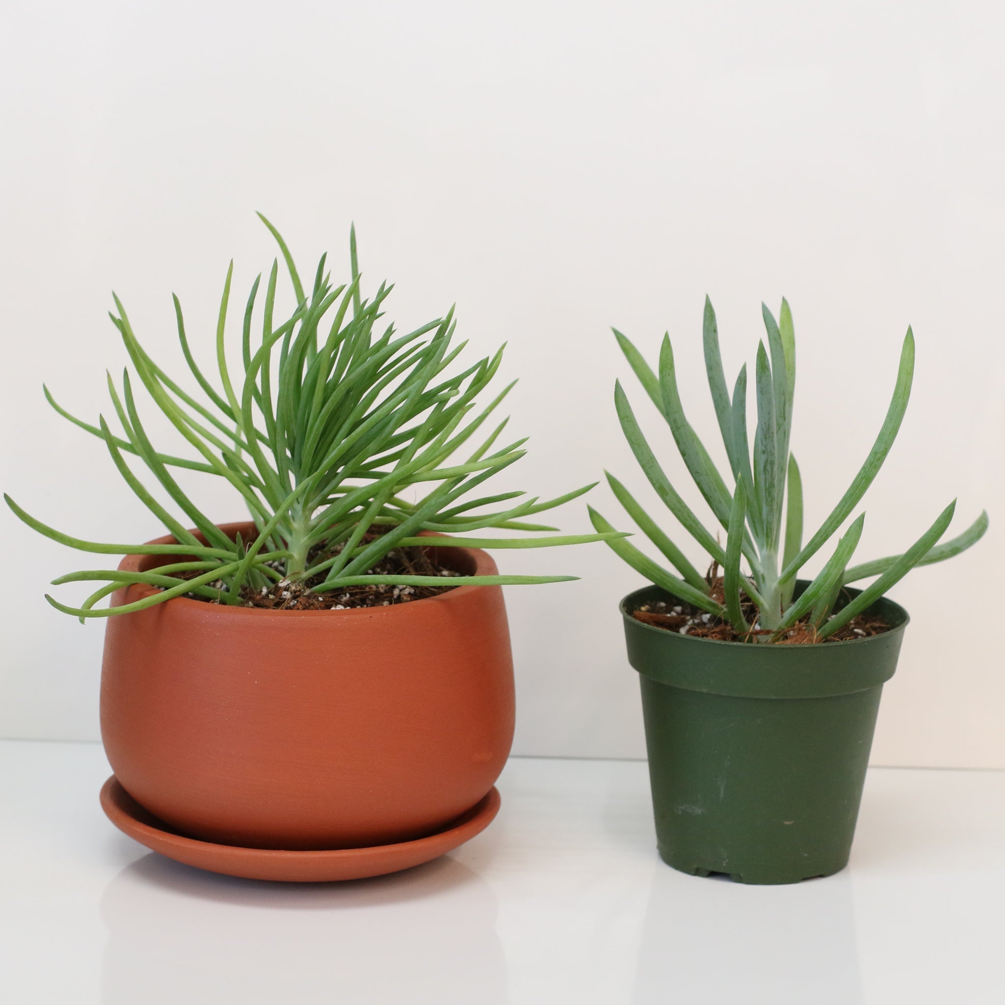 Blue Chalksticks Succulent (Curio repens) - Cheeky Garden
