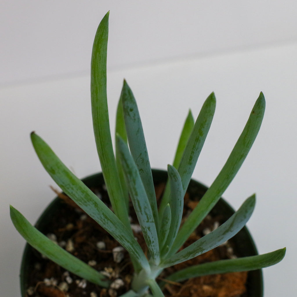 Blue Chalksticks Succulent (Curio repens) - Cheeky Garden