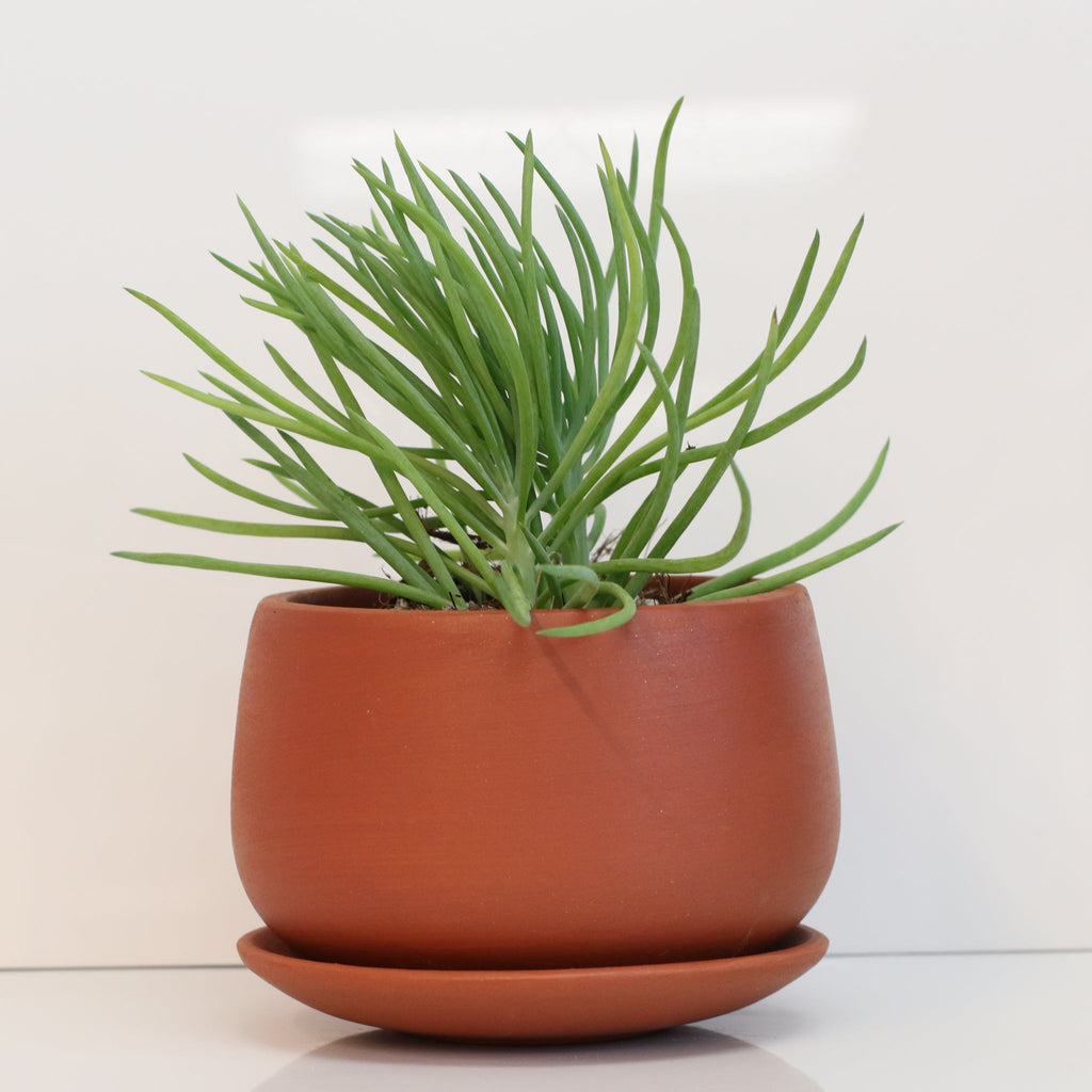Blue Chalksticks Succulent (Curio repens) - Cheeky Garden