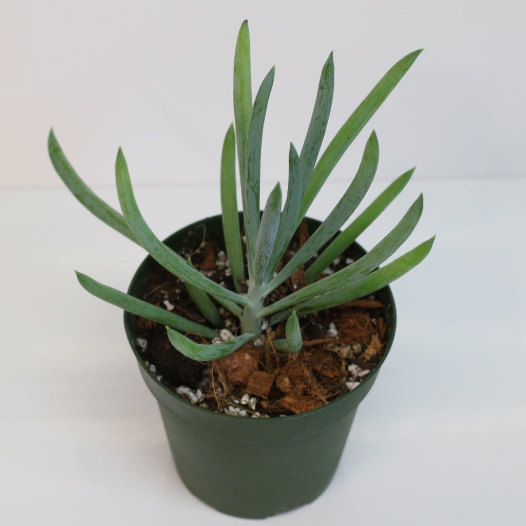 Blue Chalksticks Succulent (Curio repens) - Cheeky Garden