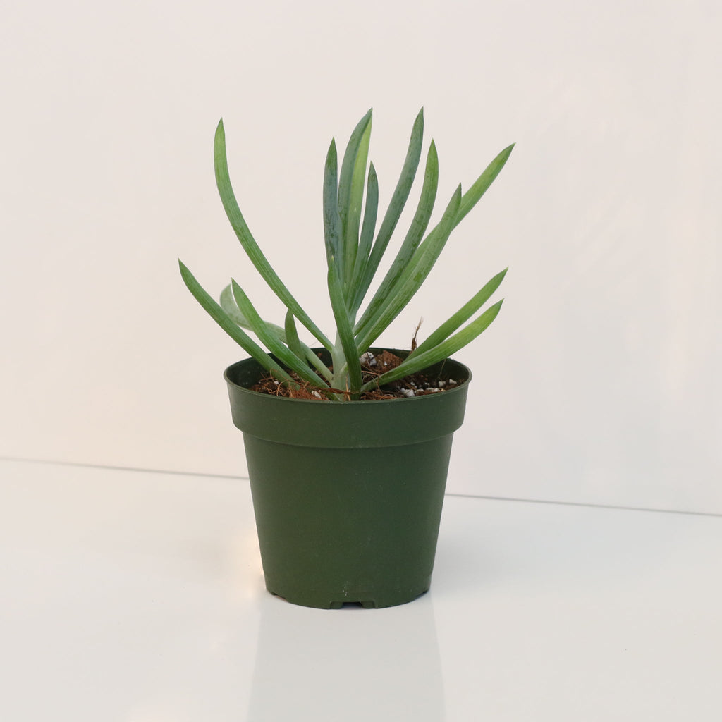 Blue Chalksticks Succulent (Curio repens) - Cheeky Garden