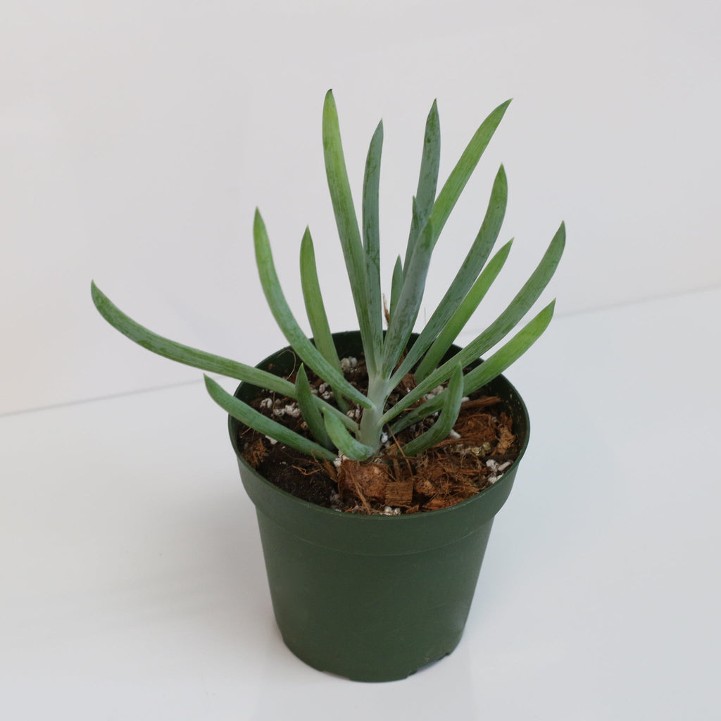 Blue Chalksticks Succulent (Curio repens) - Cheeky Garden