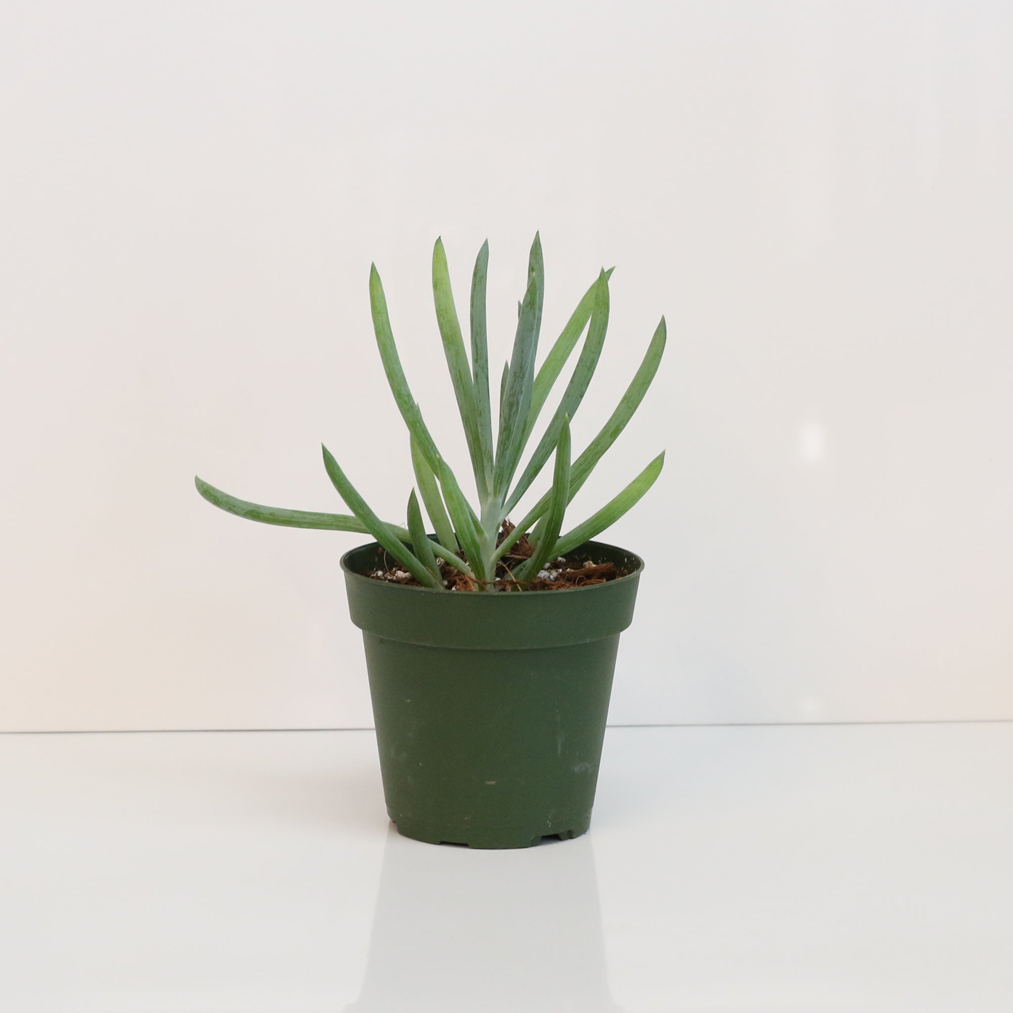 Blue Chalksticks Succulent (Curio repens) - Cheeky Garden