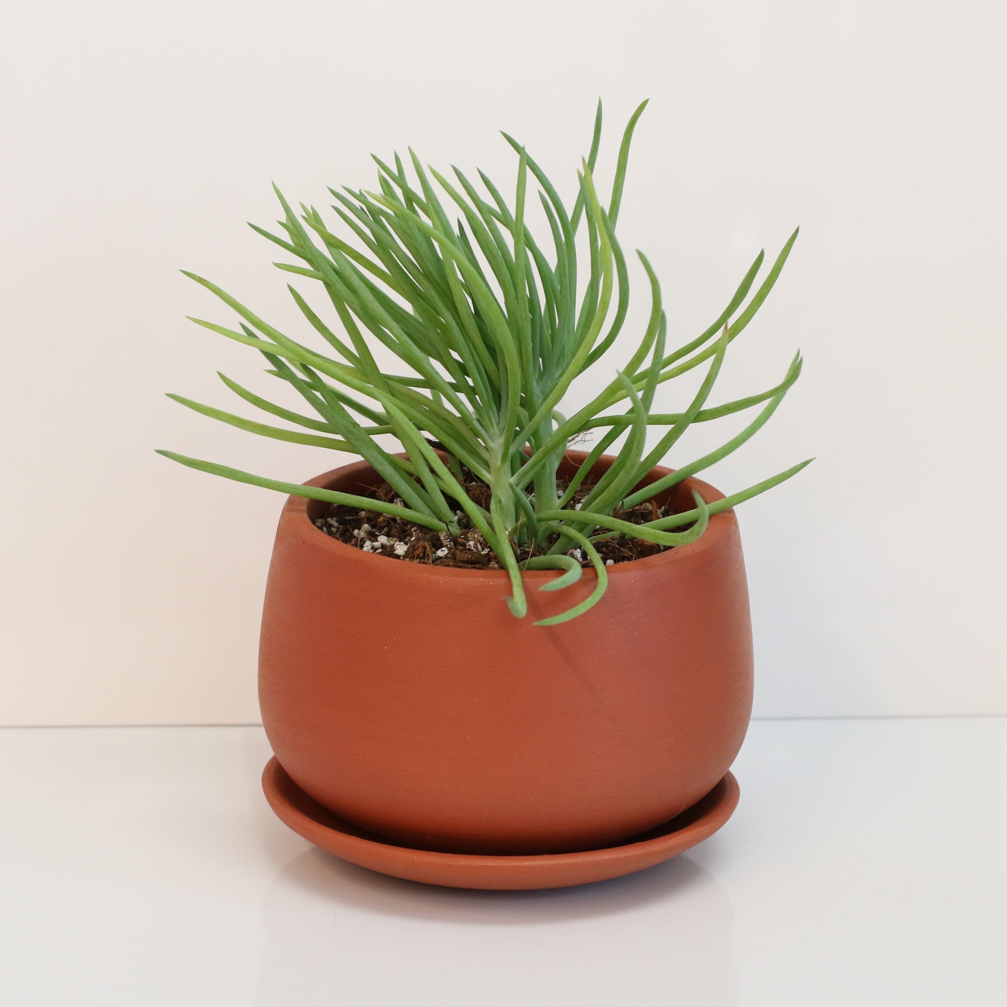 Blue Chalksticks Succulent (Curio repens) - Cheeky Garden