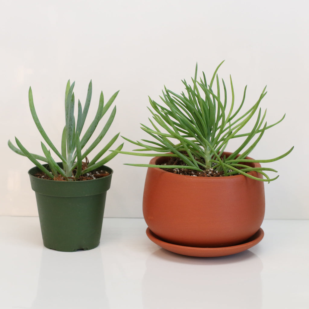 Blue Chalksticks Succulent (Curio repens) - Cheeky Garden