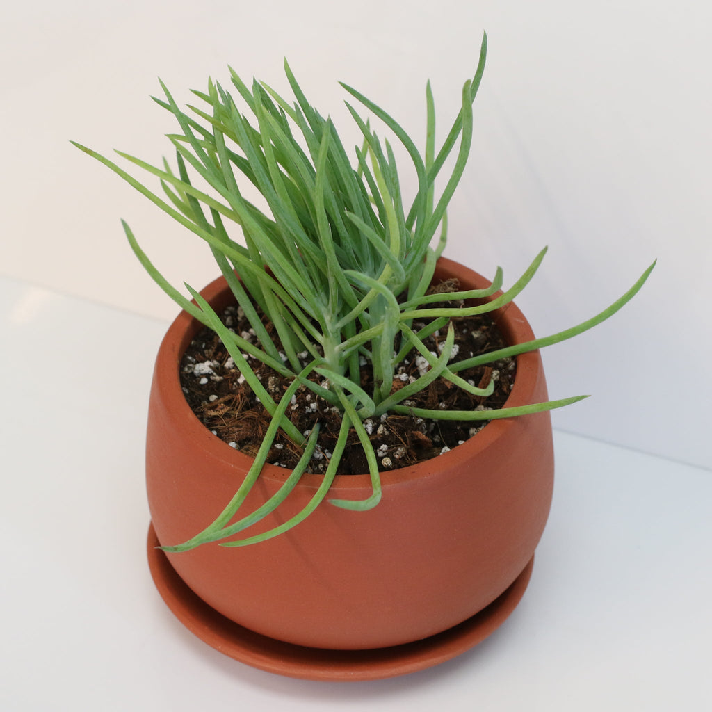 Blue Chalksticks Succulent (Curio repens) - Cheeky Garden