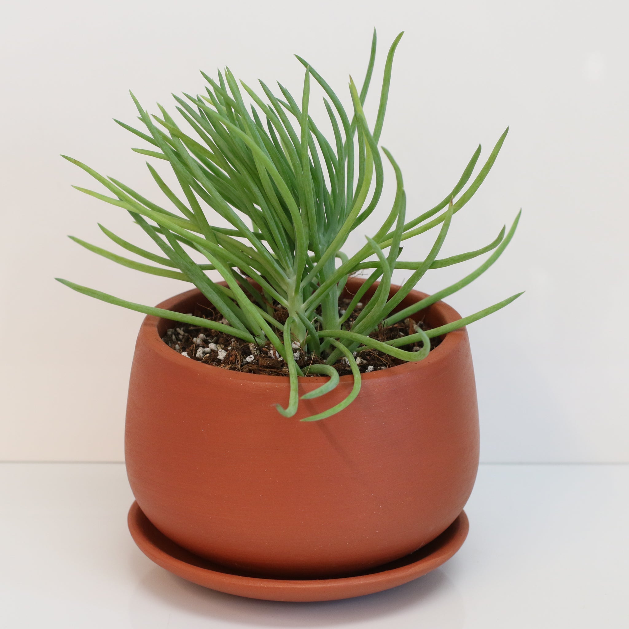 Blue Chalksticks Succulent (Curio repens) - Cheeky Garden