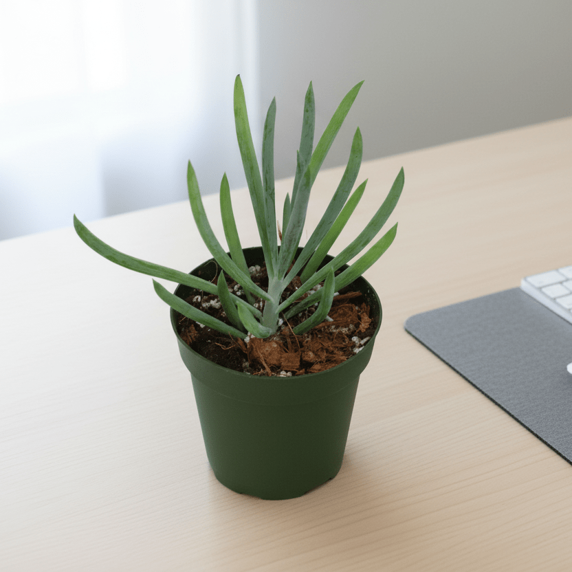 Blue Chalksticks Succulent (Curio repens) - Cheeky Garden