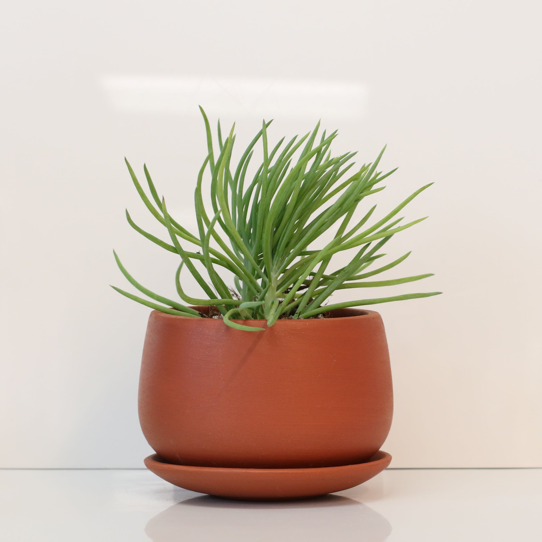 Blue Chalksticks Succulent (Curio repens) - Cheeky Garden
