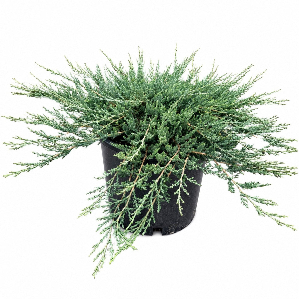 Blue Chip Juniper - Cheeky Garden