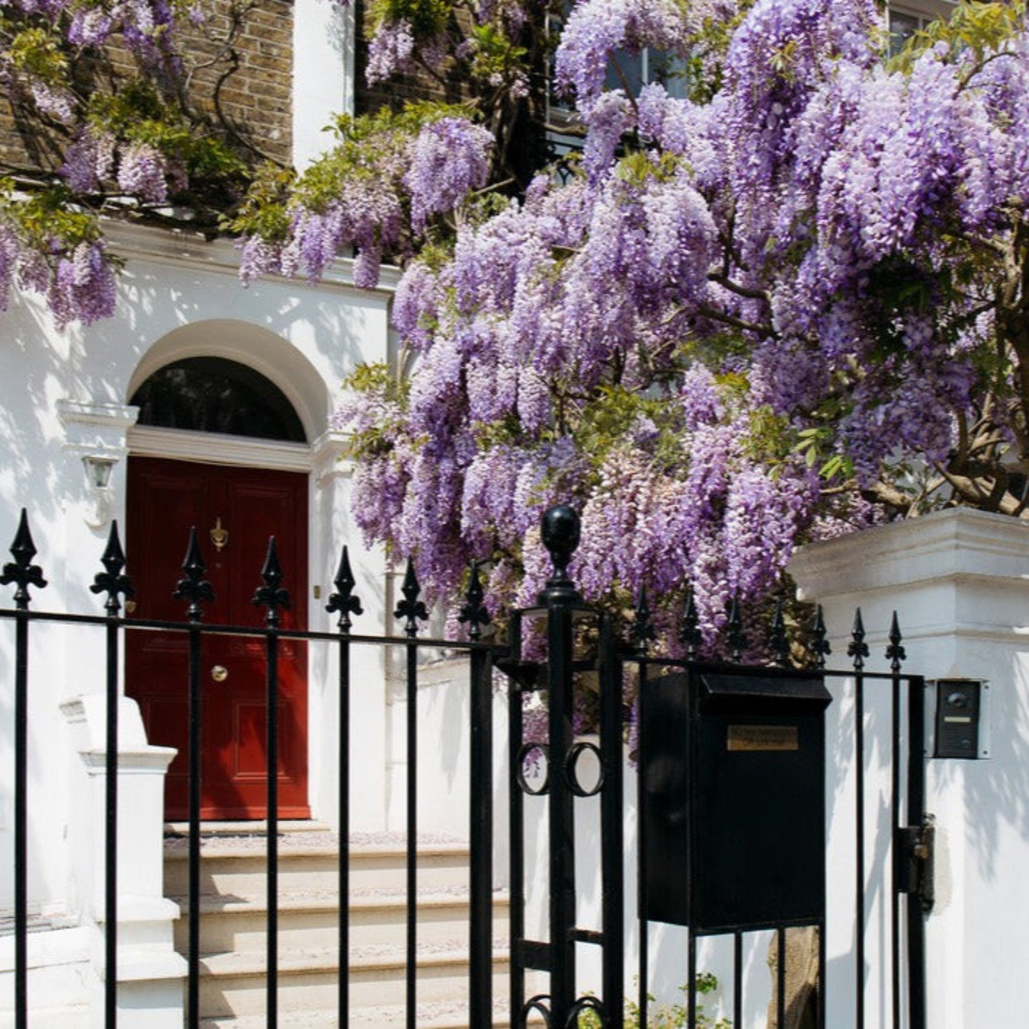 Blue Moon Wisteria Vine - Cheeky Garden