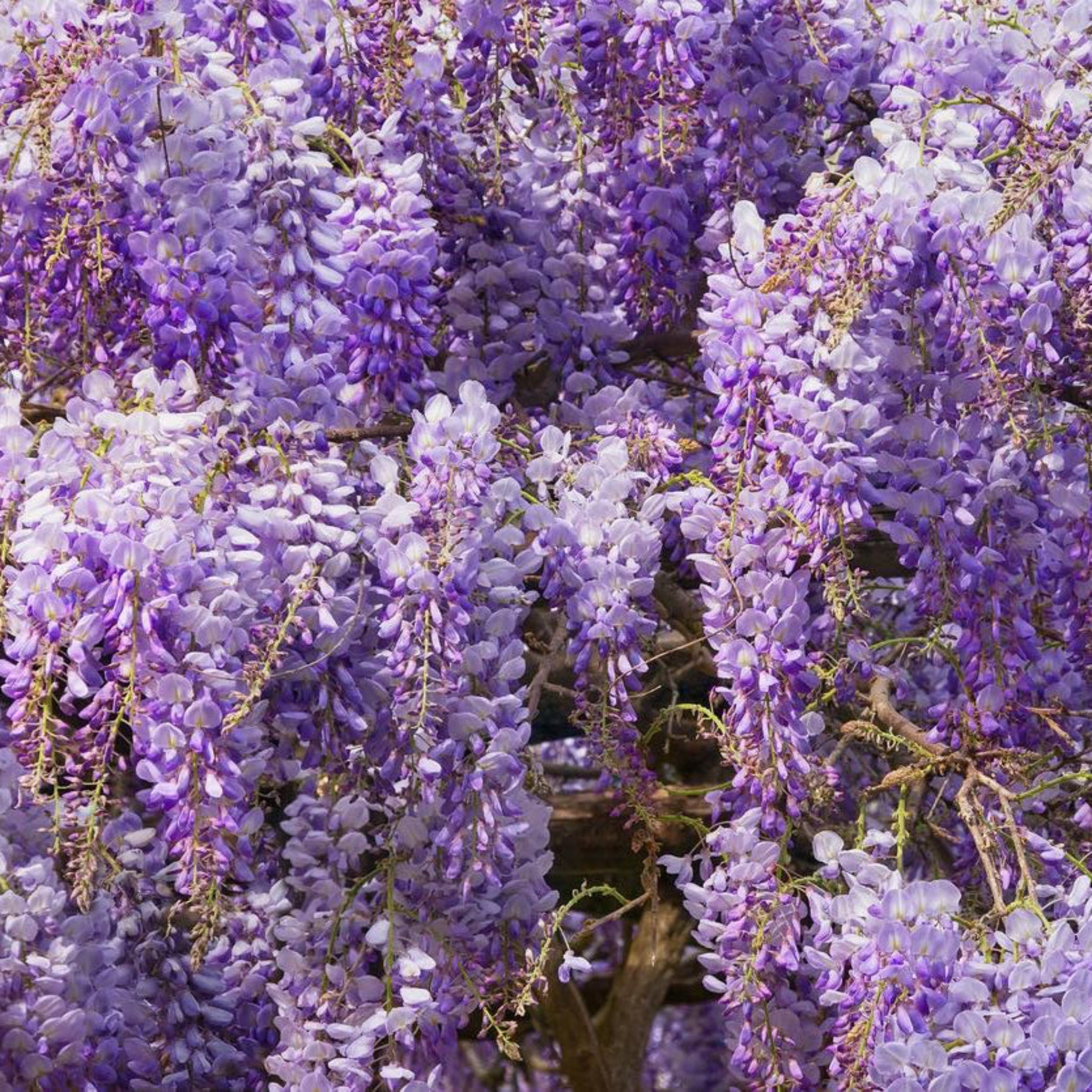 Blue Moon Wisteria Vine - Cheeky Garden