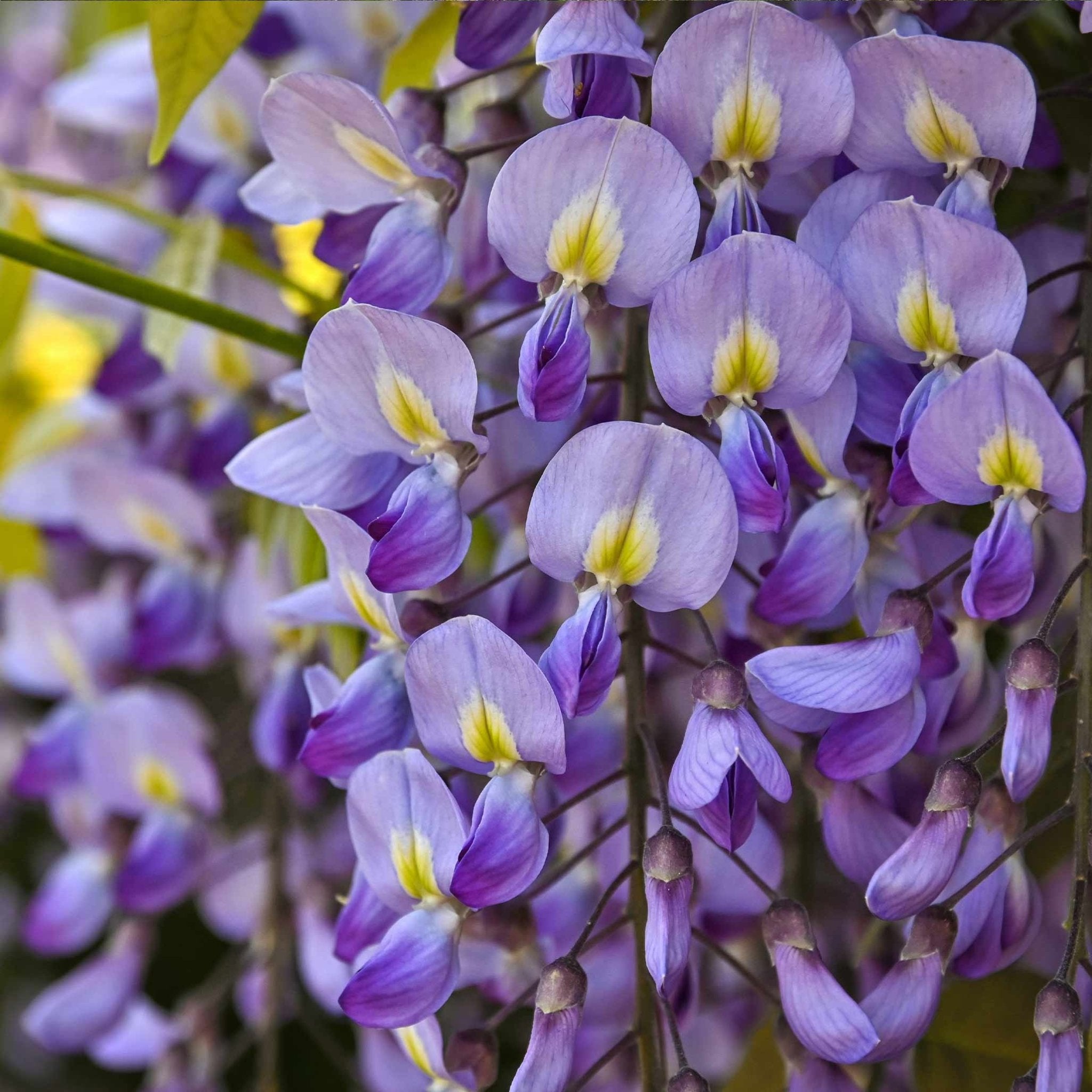 Blue Moon Wisteria Vine - Cheeky Garden