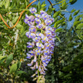 Blue Moon Wisteria Vine - Cheeky Garden