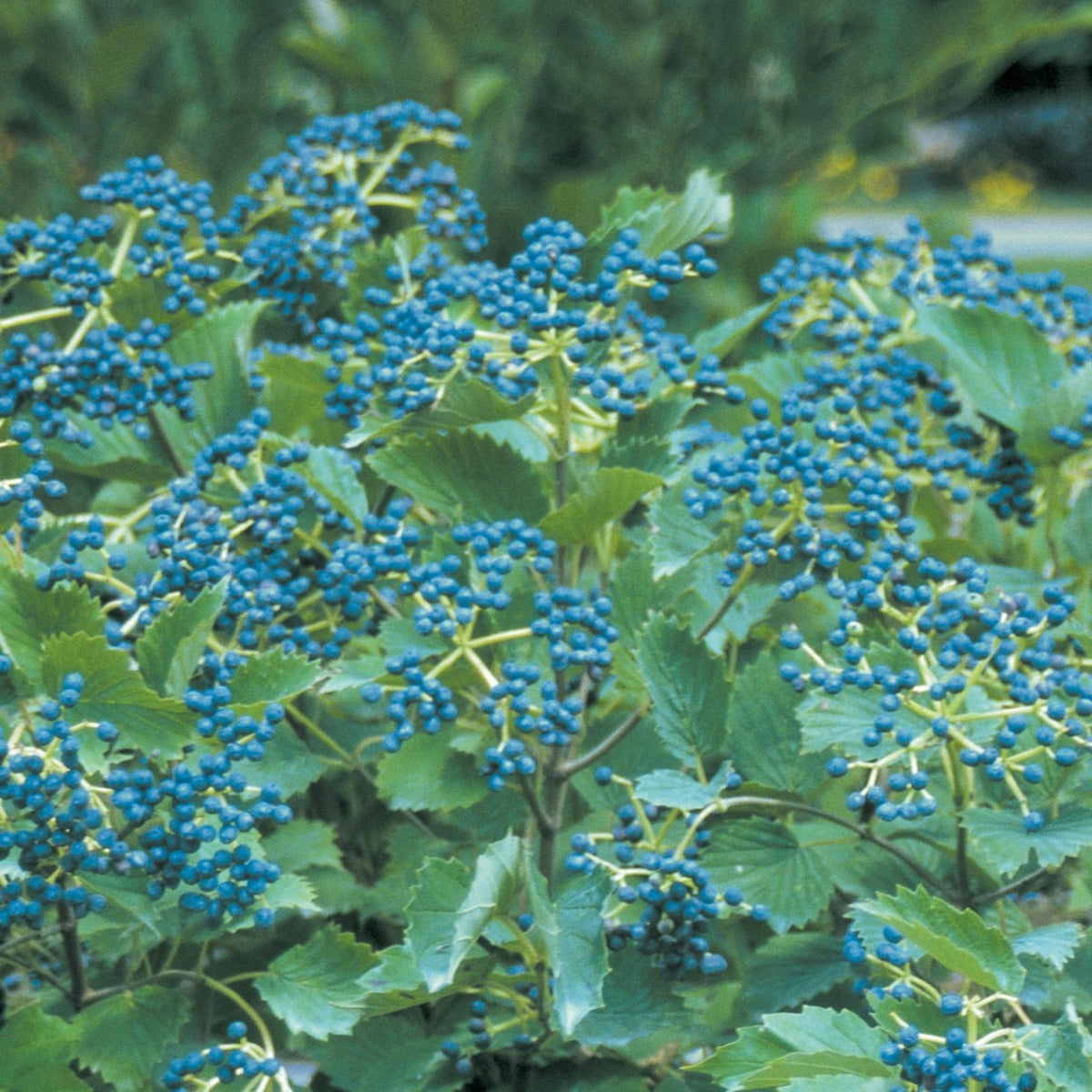 Blue Muffin® Arrowwood Viburnum - Cheeky Garden