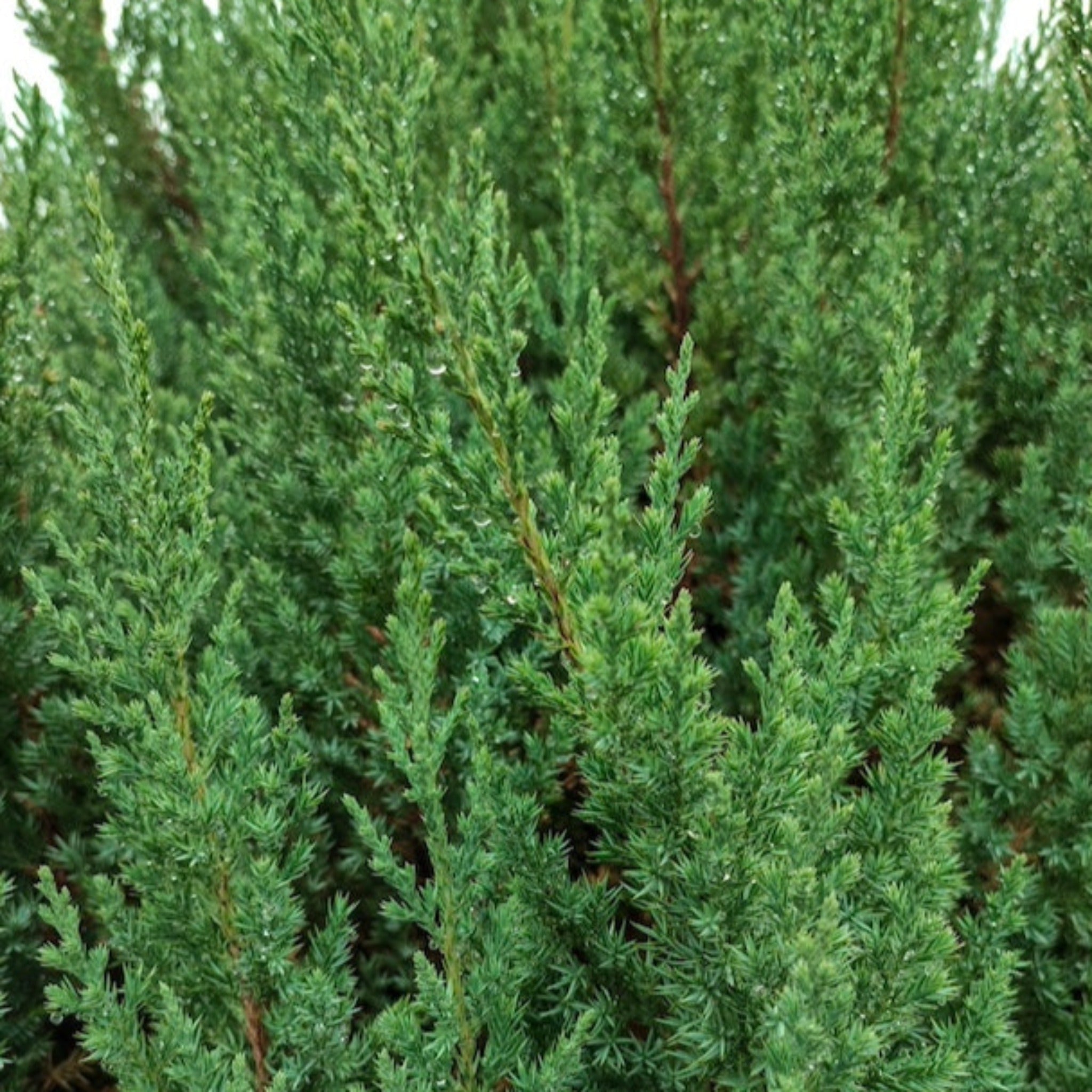 Blue Point Juniper Topiary - Cheeky Garden