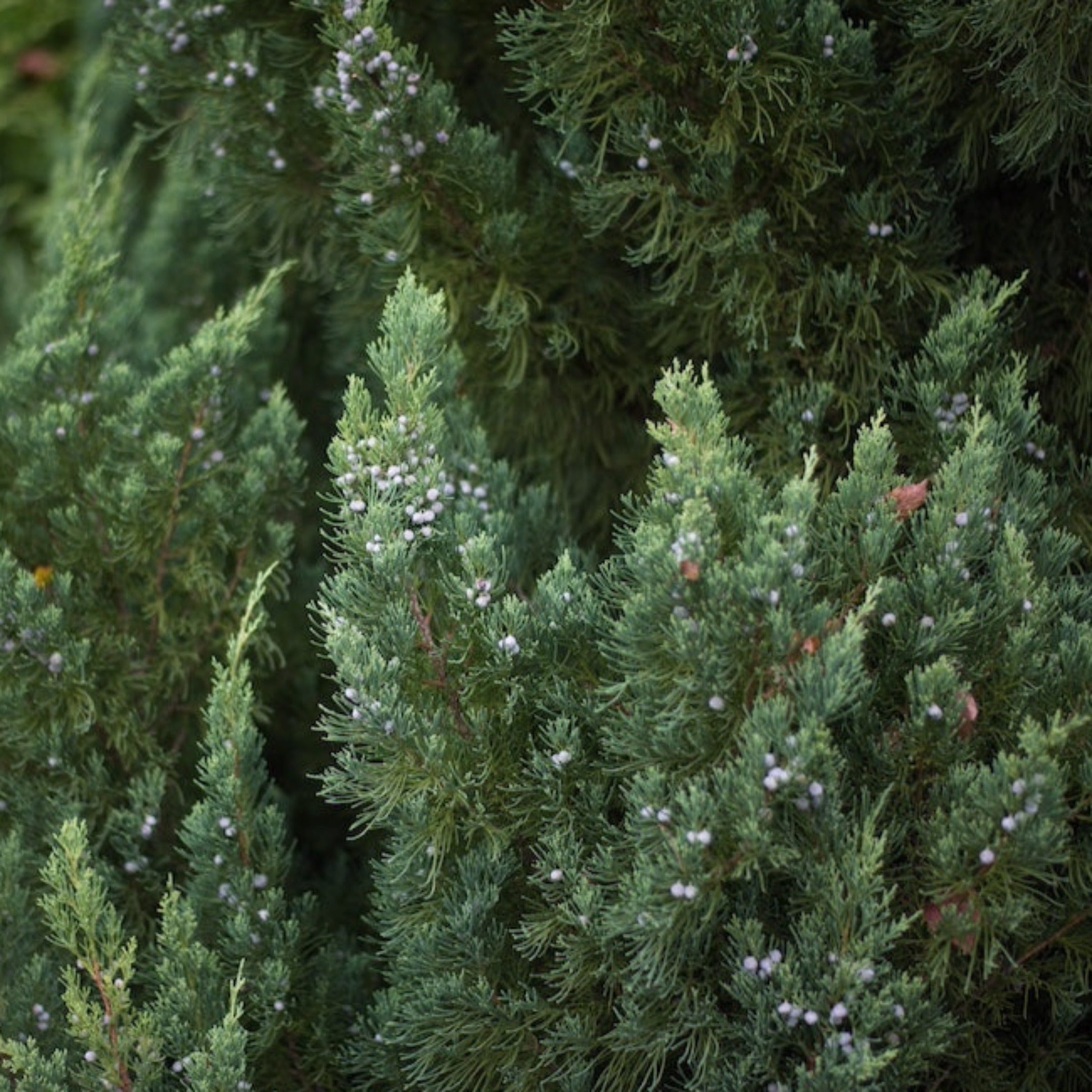 Blue Point Juniper Topiary - Cheeky Garden
