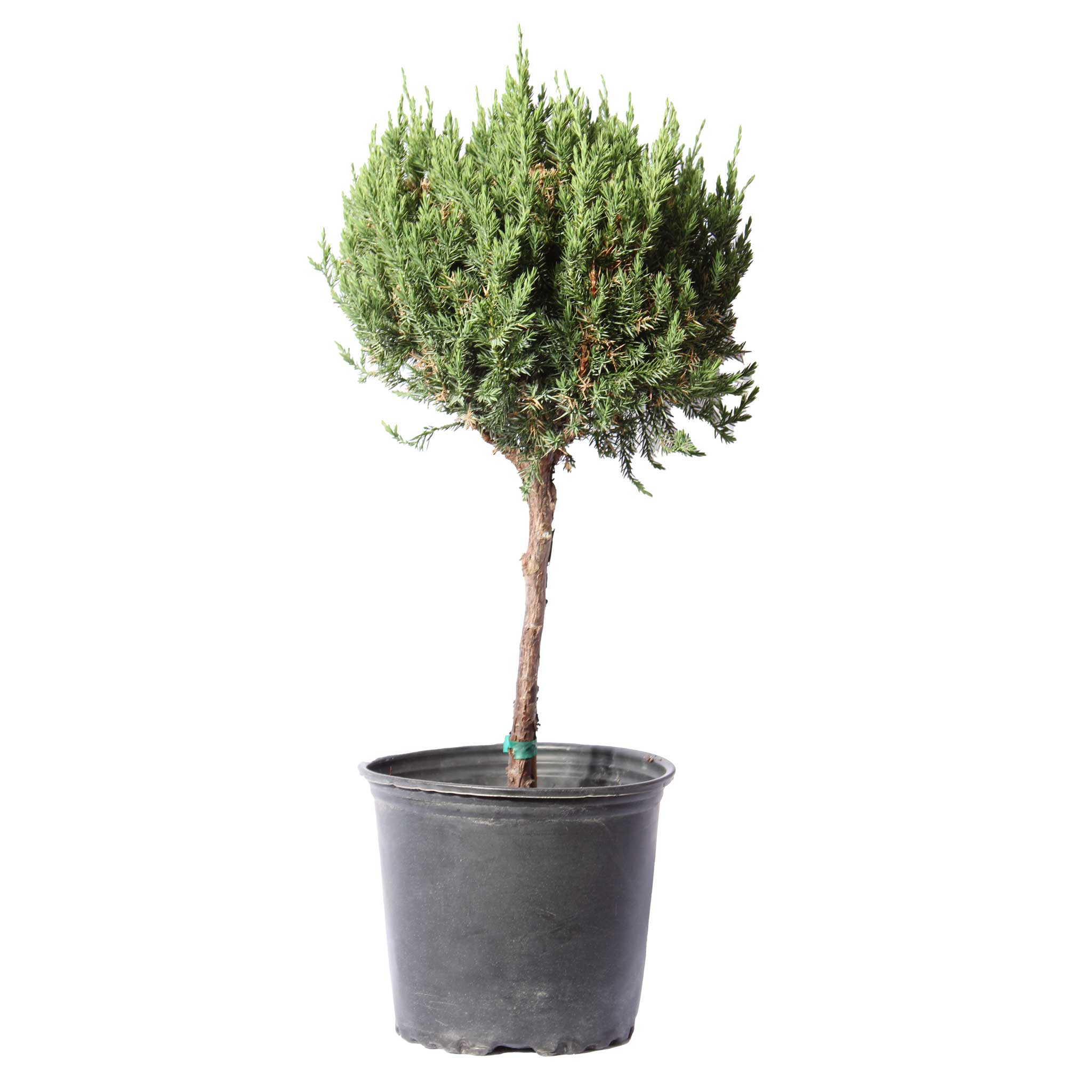 Blue Point Juniper Topiary - Cheeky Garden