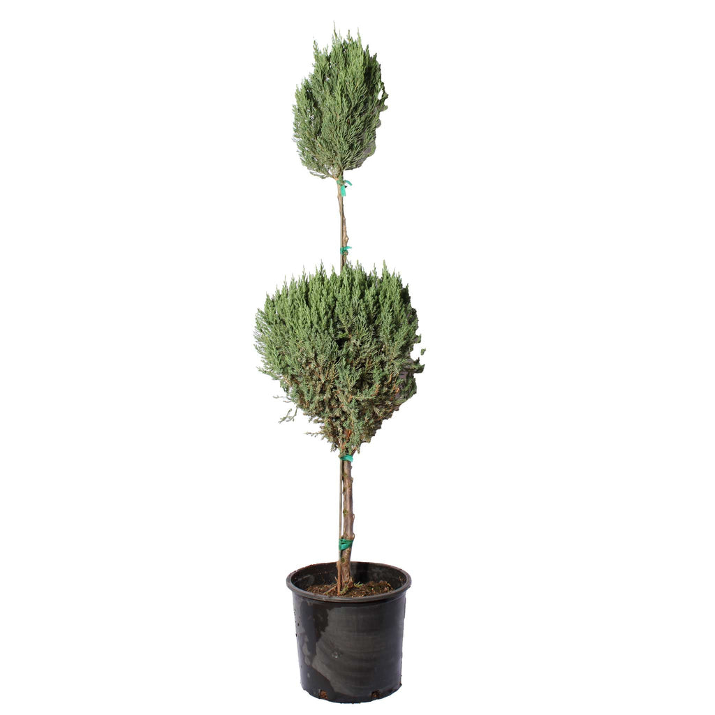 Blue Point Juniper Topiary - Cheeky Garden