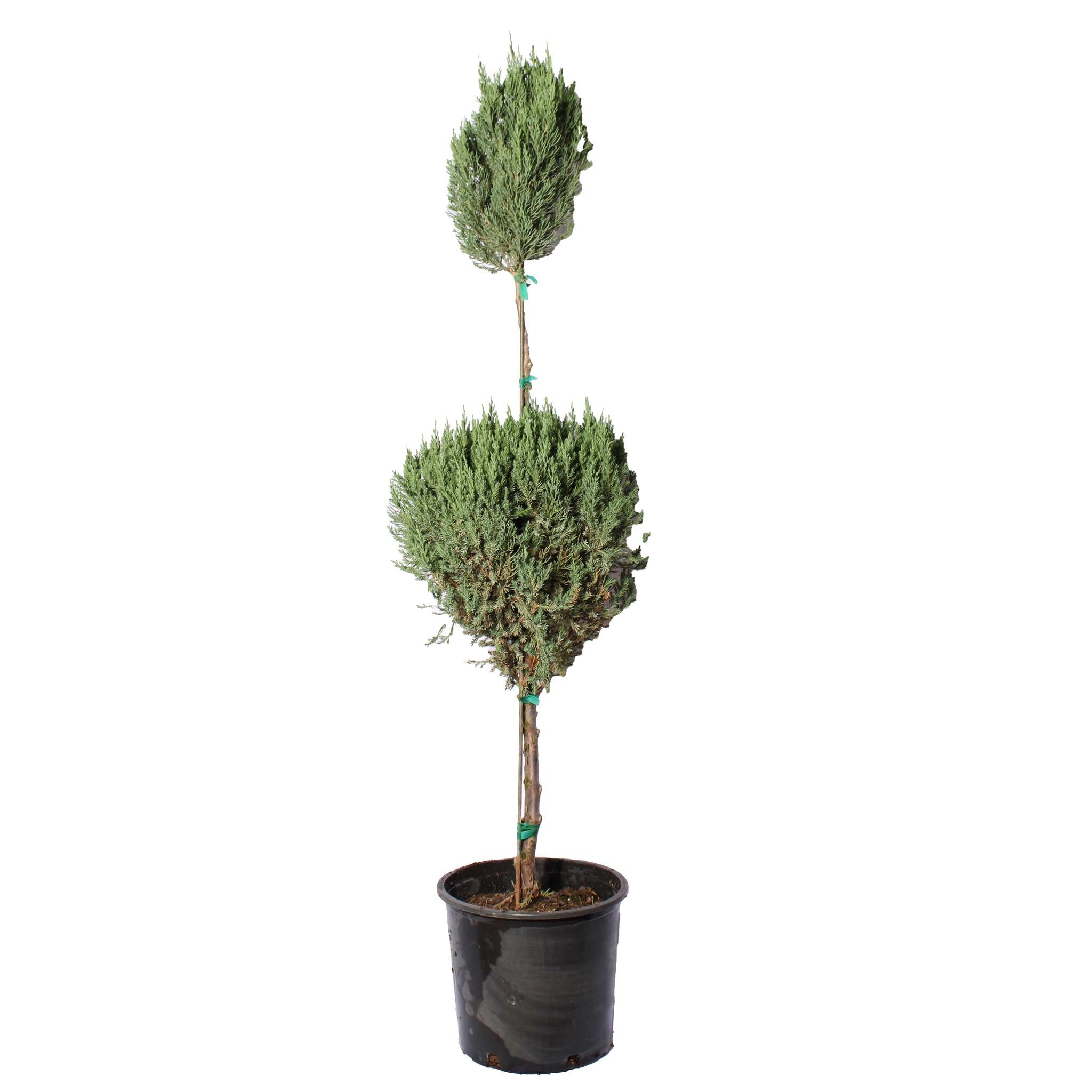 Blue Point Juniper Topiary - Cheeky Garden