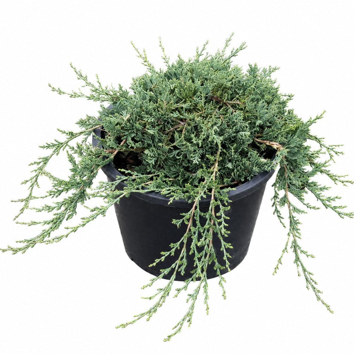 Blue Rug Juniper - Cheeky Garden