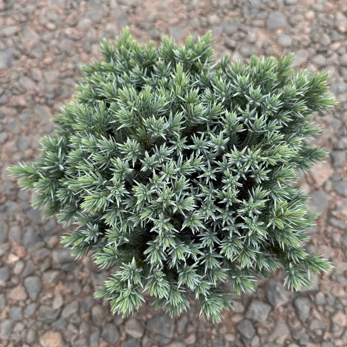 Blue Star Juniper - Cheeky Garden
