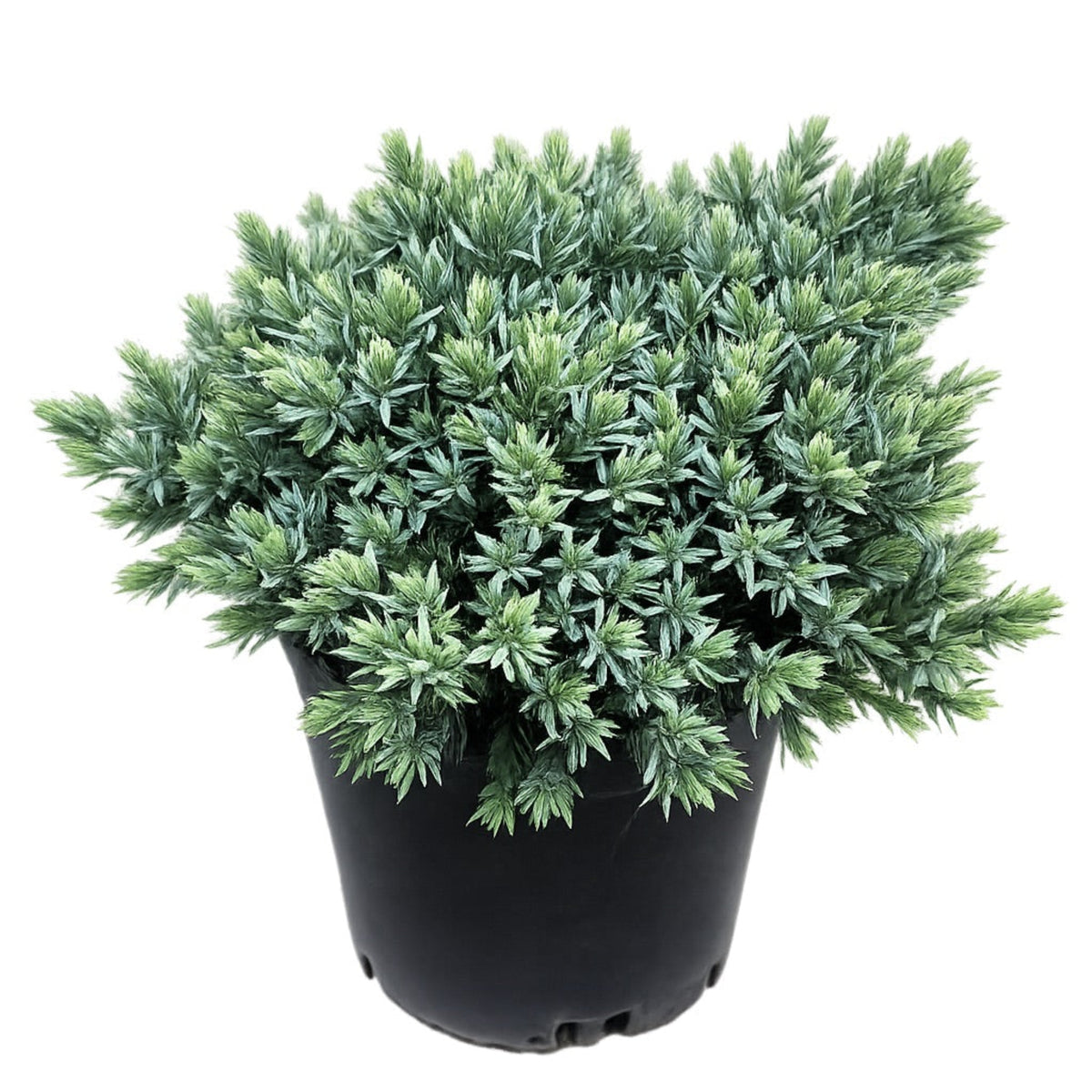 Blue Star Juniper - Cheeky Garden