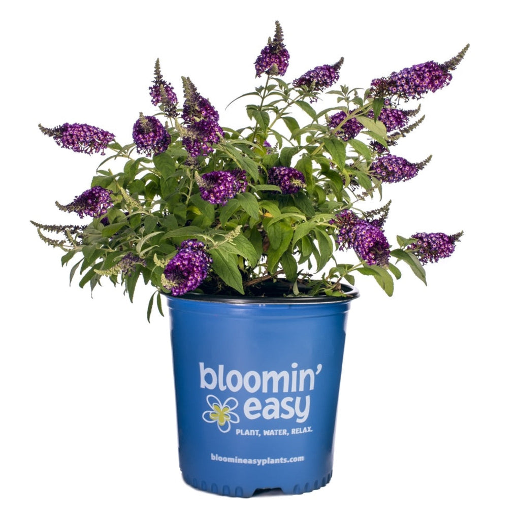 Blueberry Pie® Butterfly Bush - Cheeky Garden