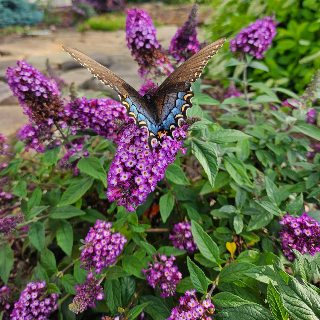 Blueberry Pie® Butterfly Bush - Cheeky Garden