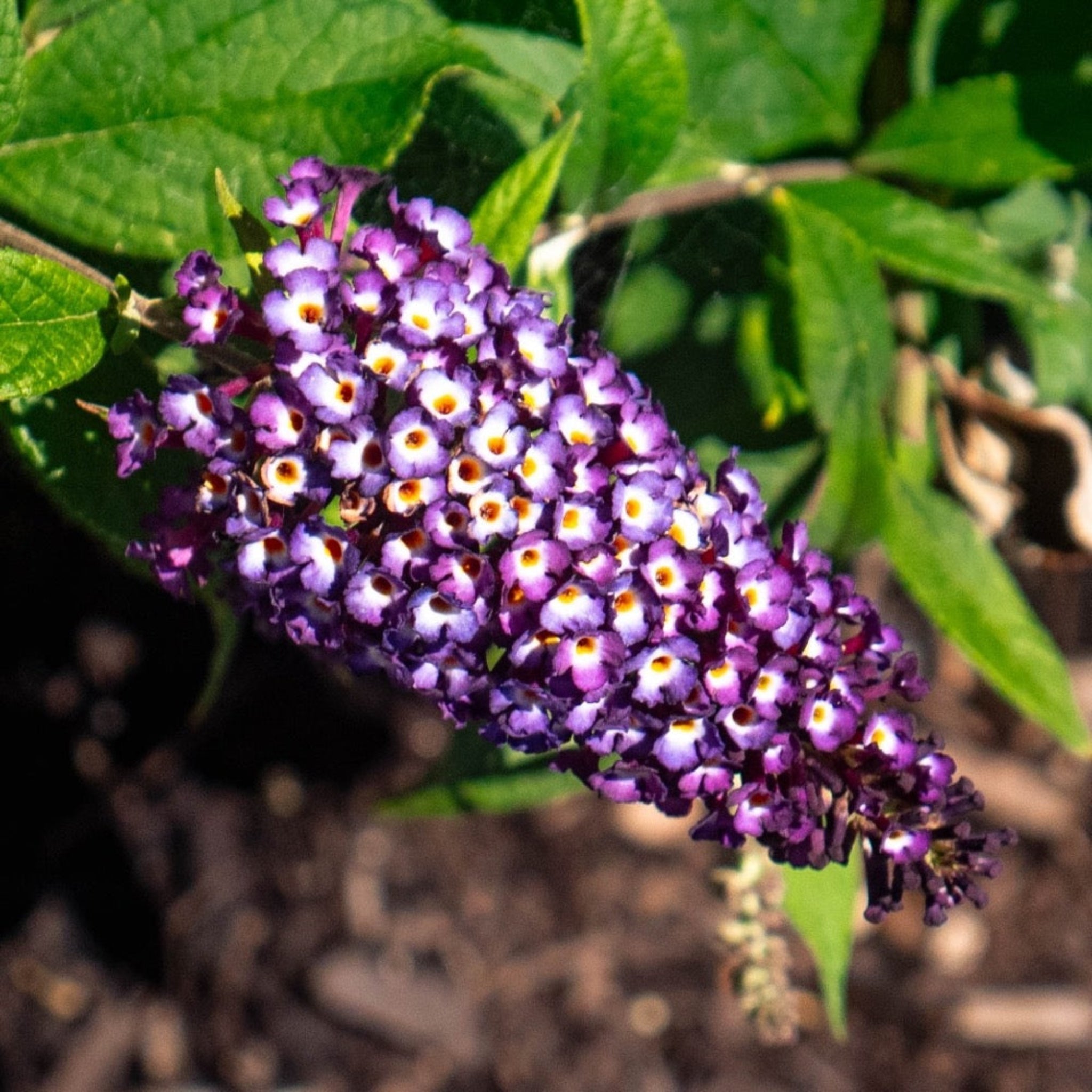 Blueberry Pie® Butterfly Bush - Cheeky Garden