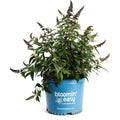 Blueberry Pie® Butterfly Bush - Cheeky Garden