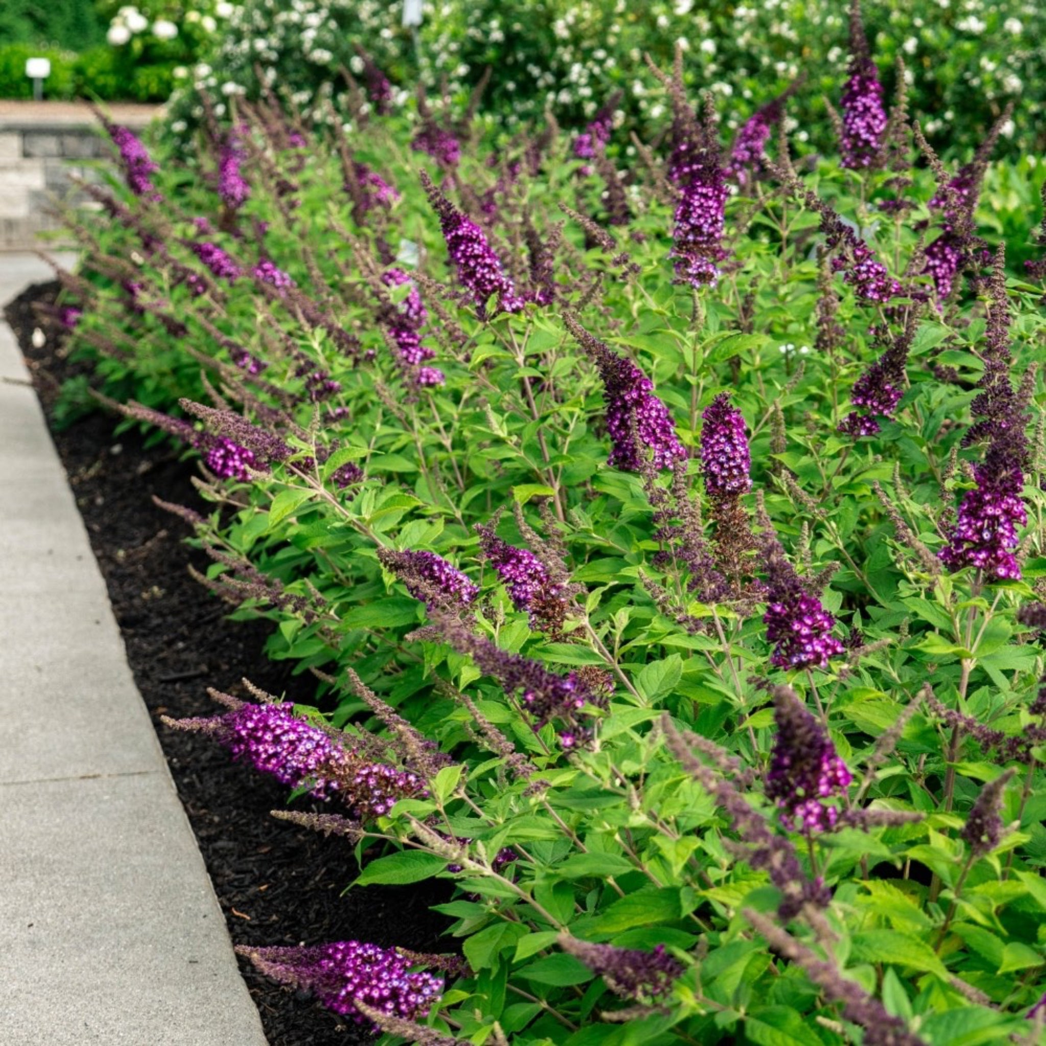 Blueberry Pie® Butterfly Bush - Cheeky Garden