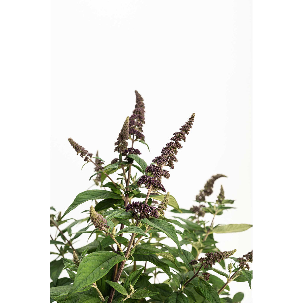 Blueberry Pie® Butterfly Bush - Cheeky Garden