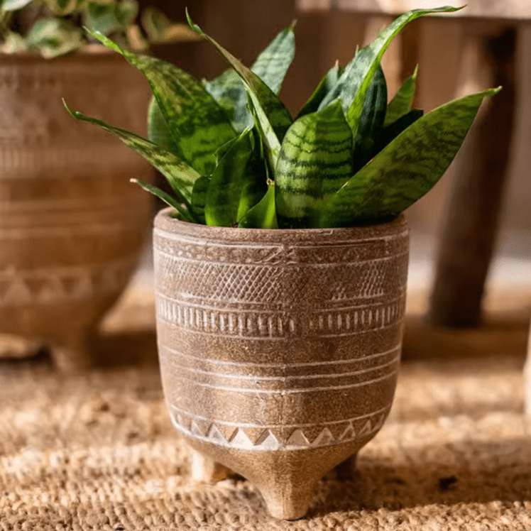 Bohemian Red Clay Planter - Cheeky Garden