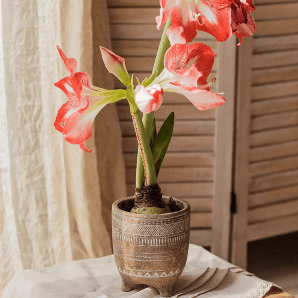 Bohemian Red Clay Planter - Cheeky Garden