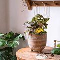 Bohemian Red Clay Planter - Cheeky Garden