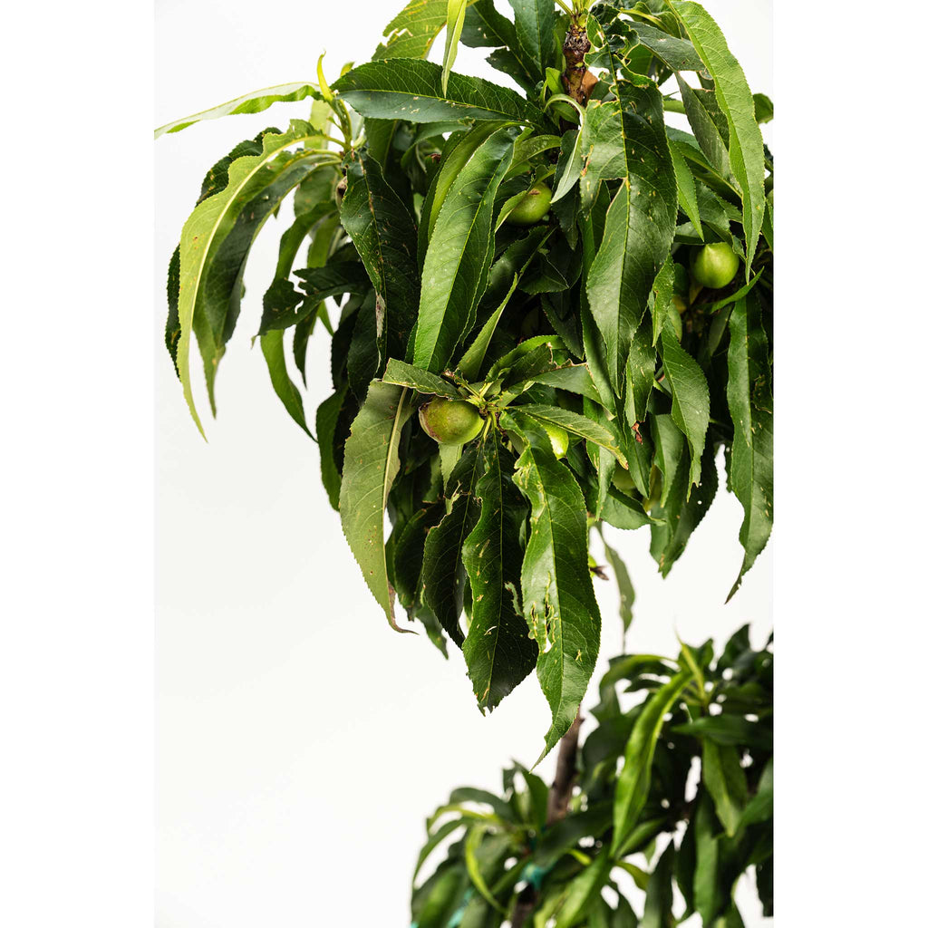Bonanza Patio Peach - Cheeky Garden