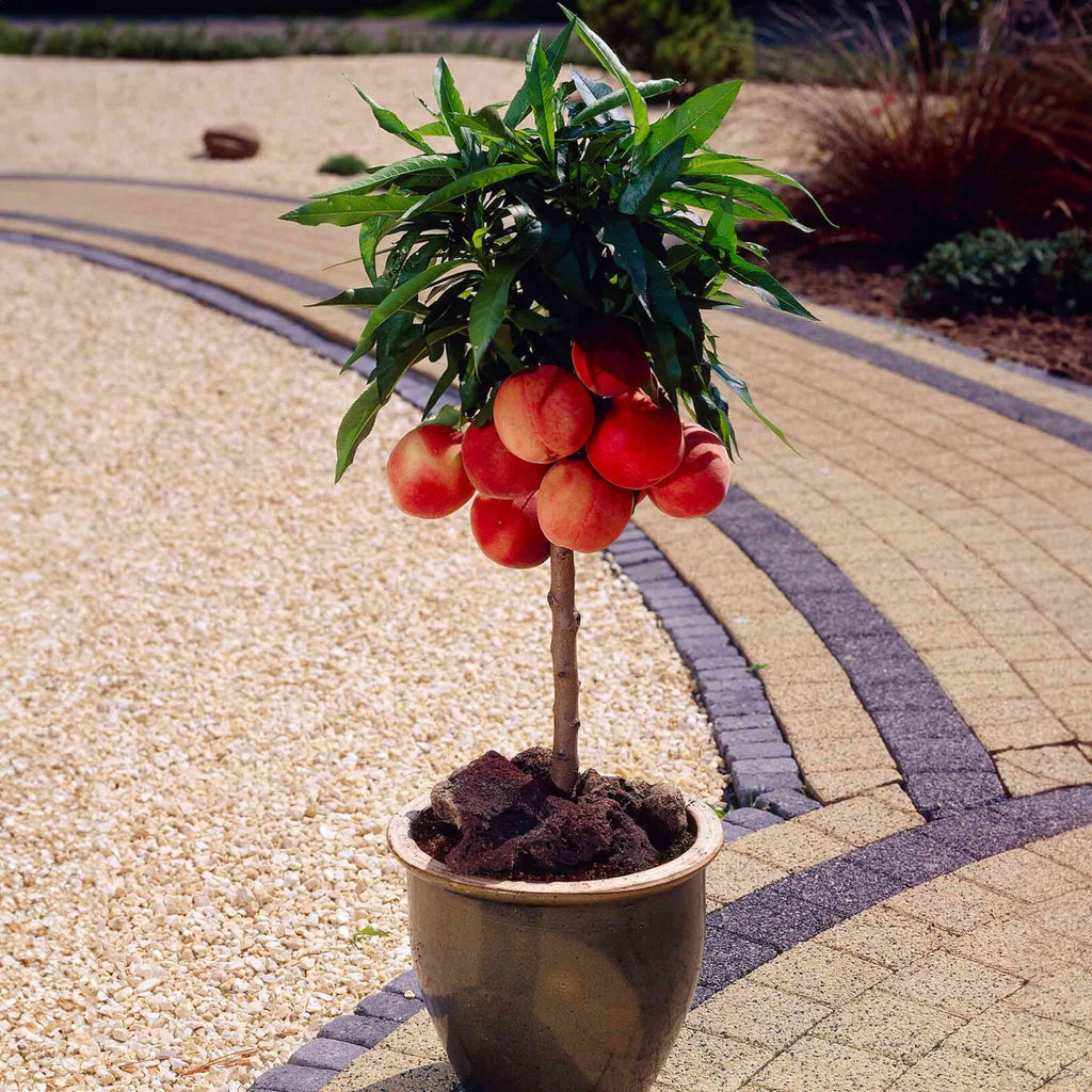 Bonanza Patio Peach - Cheeky Garden