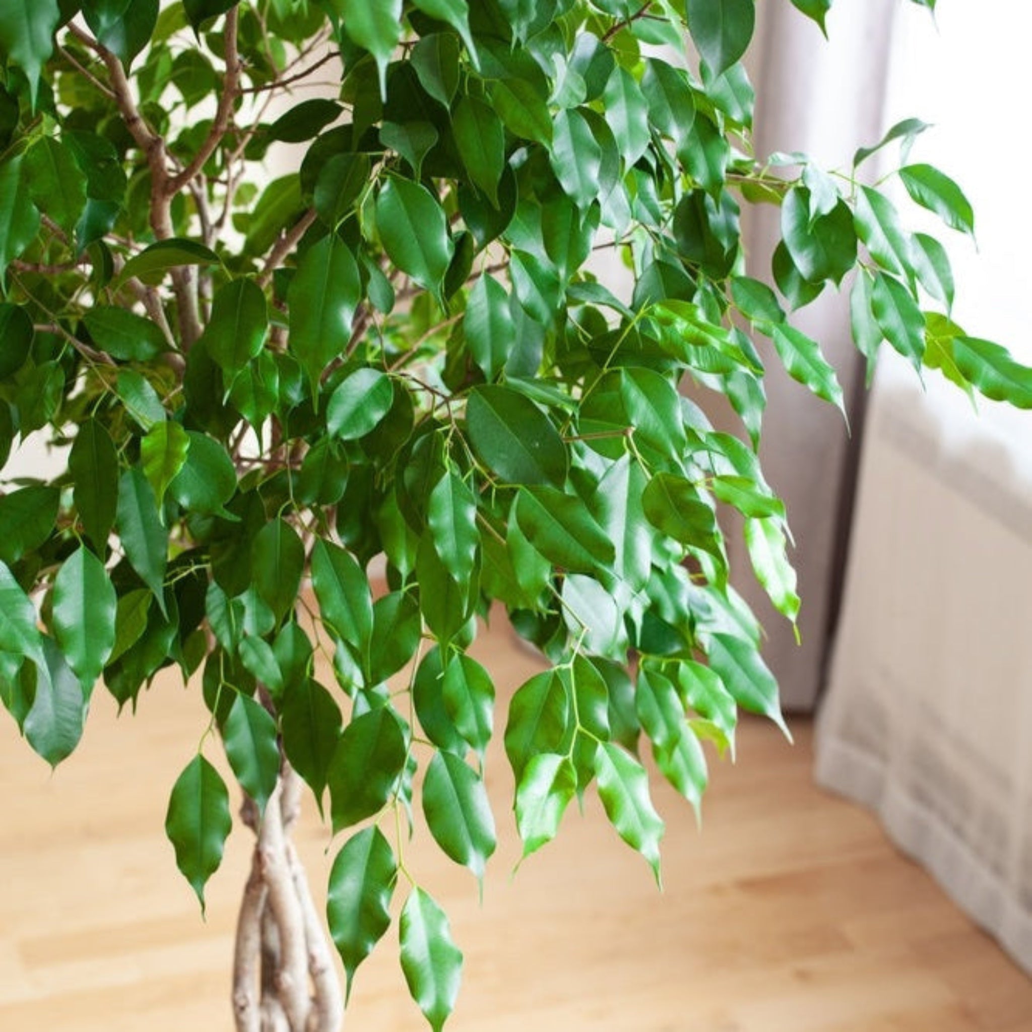 Braided Benjamina Ficus - Cheeky Garden