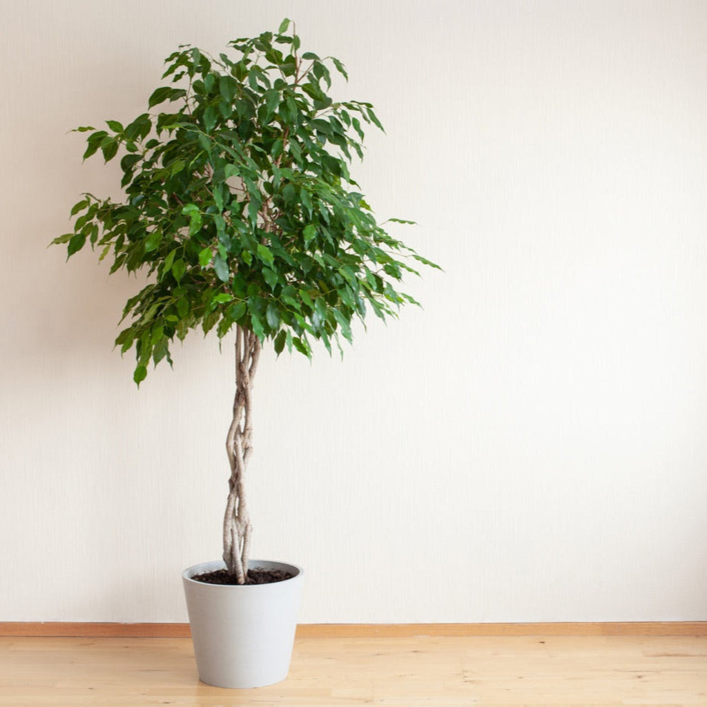 Braided Benjamina Ficus - Cheeky Garden
