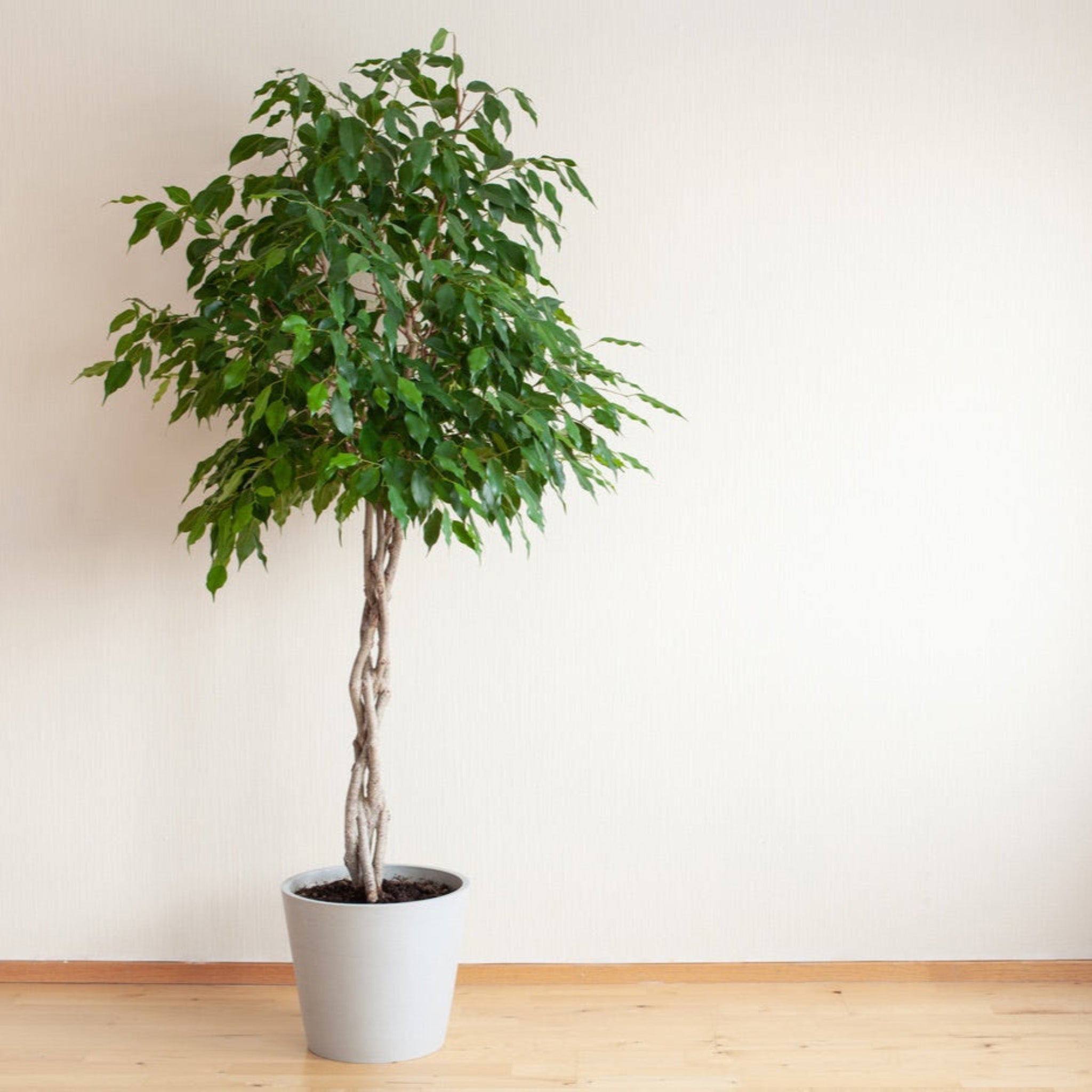 Braided Benjamina Ficus - Cheeky Garden