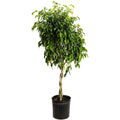 Braided Benjamina Ficus - Cheeky Garden