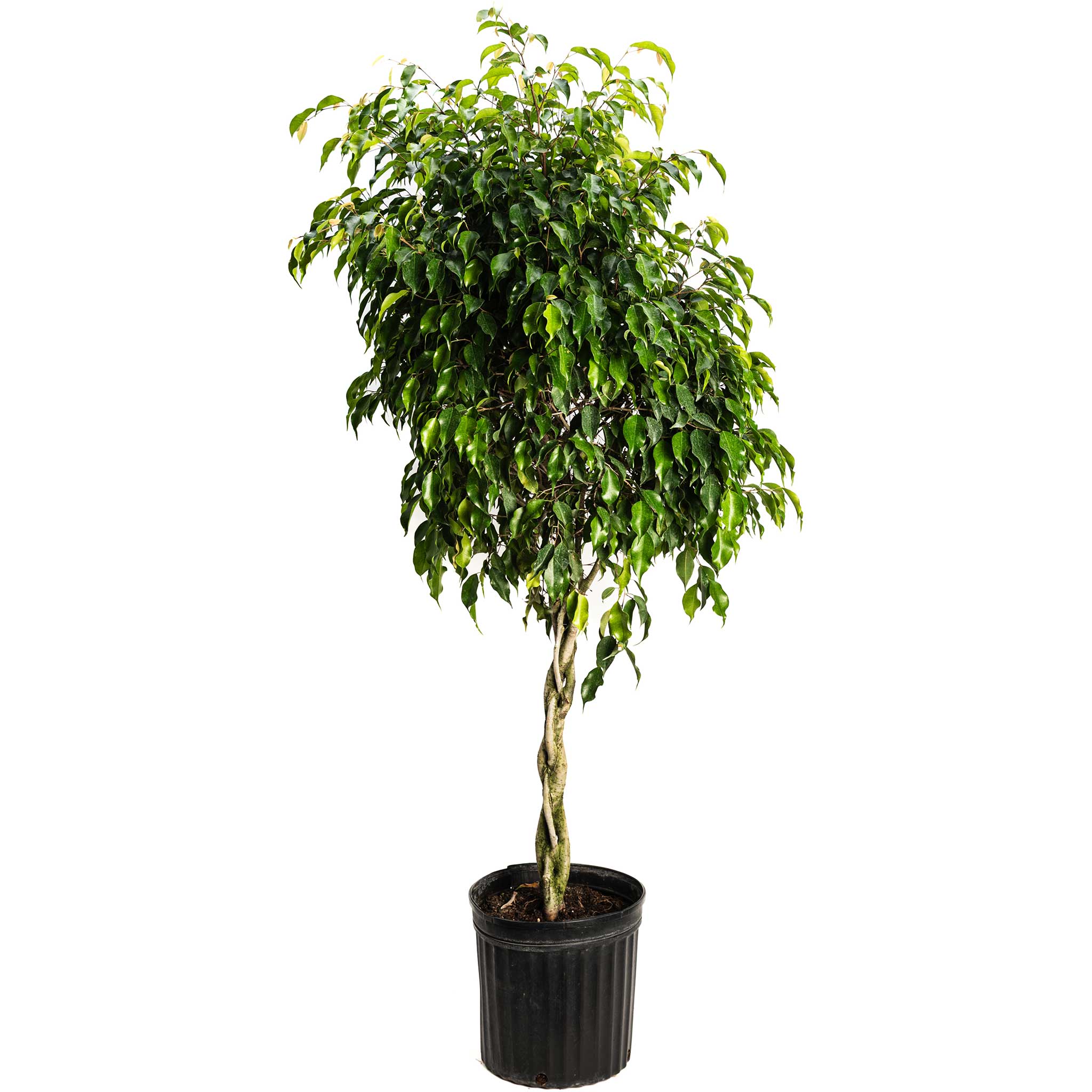 Braided Benjamina Ficus - Cheeky Garden
