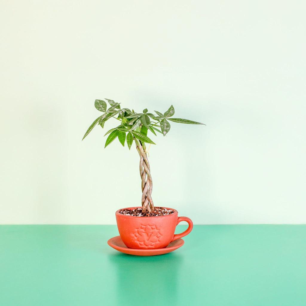 Braided Money Tree (Pachira aquatica) - Cheeky Garden