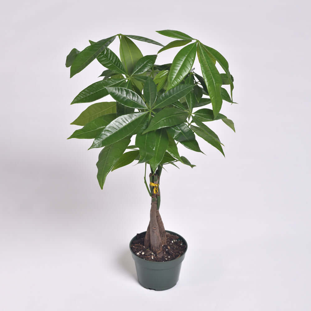 Braided Money Tree (Pachira aquatica) - Cheeky Garden