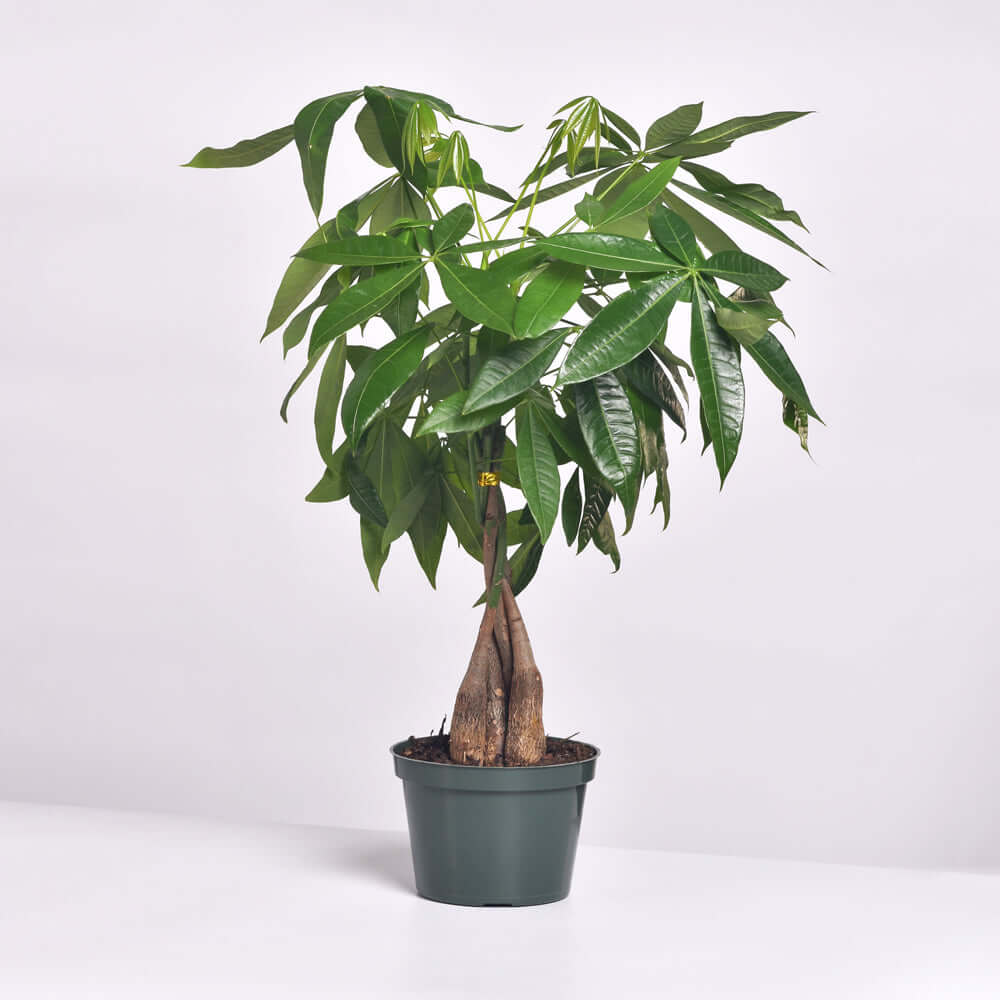 Braided Money Tree (Pachira aquatica) - Cheeky Garden
